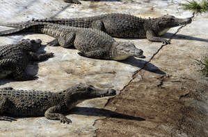 Crocodile Population in Odisha Rises to 2,193; Migratory Bird Arrivals Cross 24.9 Lakh
